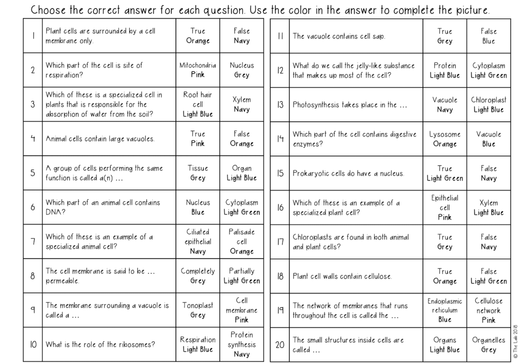 Plant and Animal Cells Review Activity Color by Number The Lab