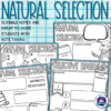 Natural Selection Notes - Scribble Notes - Image 2